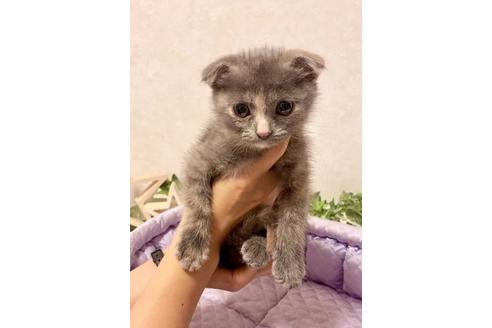 成約済の大阪府のスコティッシュフォールド-13056の1枚目