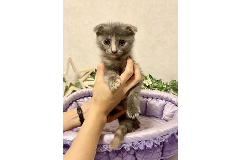 成約済の大阪府のスコティッシュフォールド-13056の3枚目