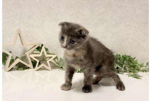 成約済の大阪府のスコティッシュフォールド-13056の2枚目