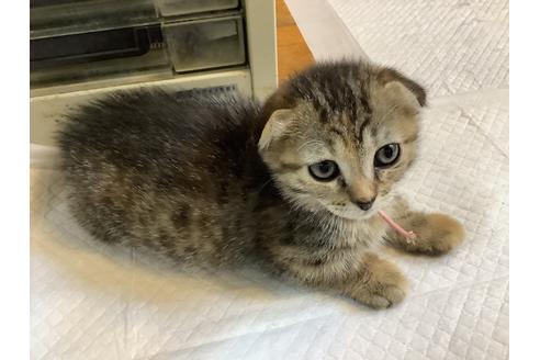 成約済の静岡県のマンチカン-12433の3枚目