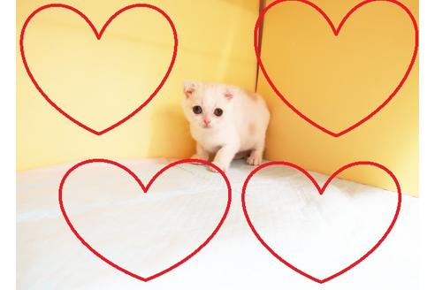 成約済の東京都のスコティッシュフォールド-13078の1枚目