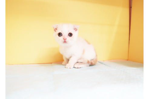 成約済の東京都のスコティッシュフォールド-13078の2枚目