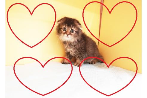 成約済の東京都のスコティッシュフォールド-13079の1枚目