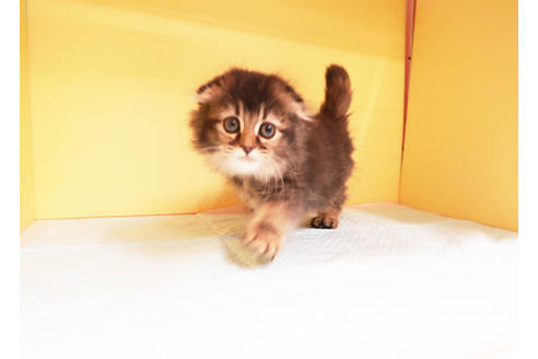 成約済の東京都のスコティッシュフォールド-13079の2枚目