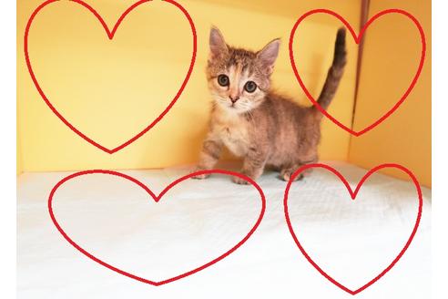 成約済の東京都のマンチカン-13080の1枚目