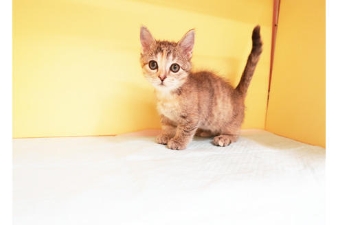 成約済の東京都のマンチカン-13080の2枚目