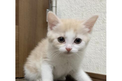 成約済の埼玉県のスコティッシュフォールド-12820の4枚目