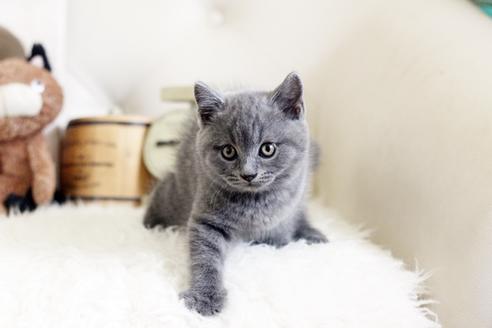 成約済の佐賀県のブリティッシュショートヘア-13082の5枚目