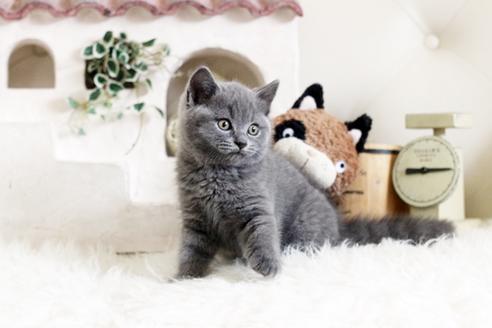 成約済の佐賀県のブリティッシュショートヘア-13082の4枚目