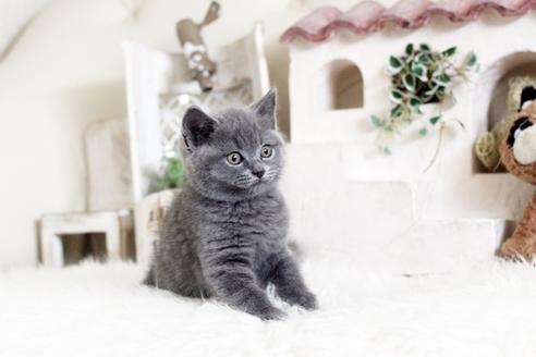 成約済の佐賀県のブリティッシュショートヘア-13082の3枚目