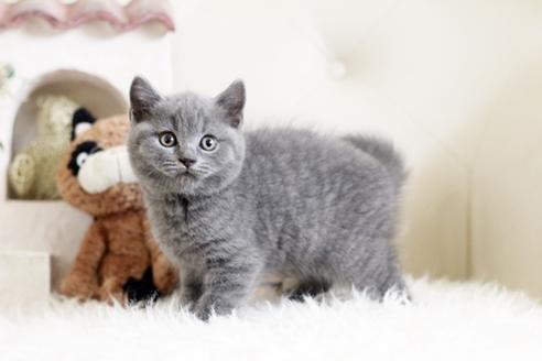 成約済の佐賀県のブリティッシュショートヘア-13082の2枚目