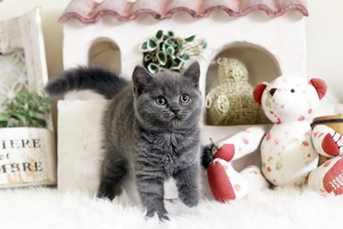 成約済の佐賀県のブリティッシュショートヘア-13083の1枚目