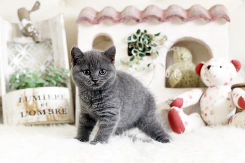 成約済の佐賀県のブリティッシュショートヘア-13083の4枚目