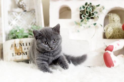 成約済の佐賀県のブリティッシュショートヘア-13083の2枚目