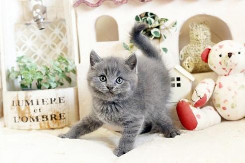 成約済の佐賀県のブリティッシュショートヘア-13084の1枚目