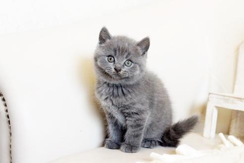 成約済の佐賀県のブリティッシュショートヘア-13084の5枚目