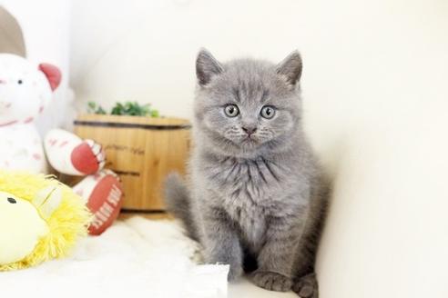 成約済の佐賀県のブリティッシュショートヘア-13084の4枚目