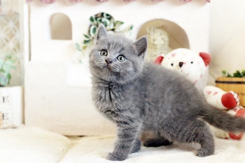 成約済の佐賀県のブリティッシュショートヘア-13084の2枚目