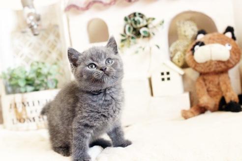 成約済の佐賀県のブリティッシュショートヘア-13085