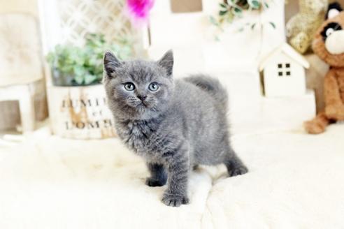 成約済の佐賀県のブリティッシュショートヘア-13085の4枚目