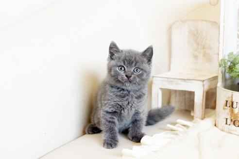 成約済の佐賀県のブリティッシュショートヘア-13085の3枚目