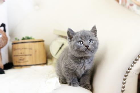 成約済の佐賀県のブリティッシュショートヘア-13085の2枚目