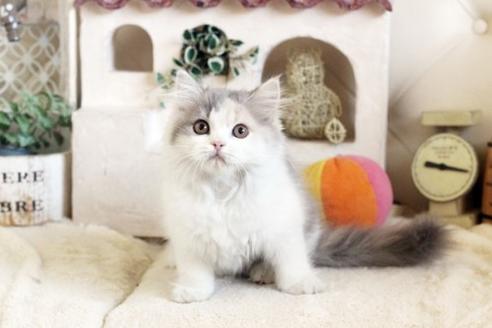 成約済の佐賀県のスコティッシュフォールド-13109