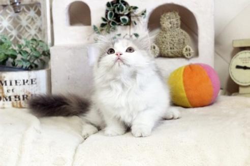 成約済の佐賀県のスコティッシュフォールド-13109の5枚目