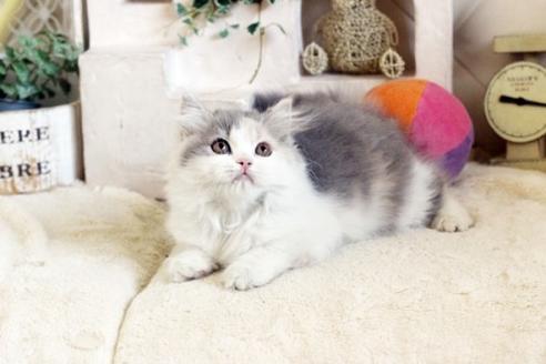 成約済の佐賀県のスコティッシュフォールド-13109の4枚目