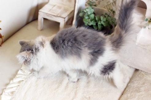 成約済の佐賀県のスコティッシュフォールド-13109の2枚目