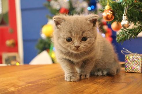 成約済の大阪府のブリティッシュショートヘア-13123の5枚目