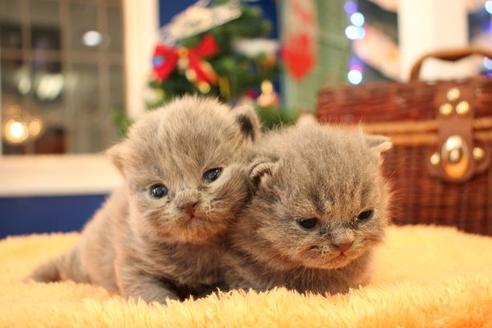 成約済の大阪府のブリティッシュショートヘア-13124の3枚目