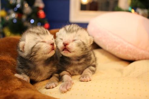 成約済の大阪府のアメリカンショートヘア-13126の2枚目