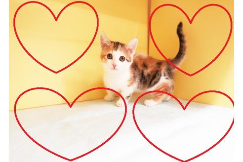 成約済の東京都のマンチカン-13127