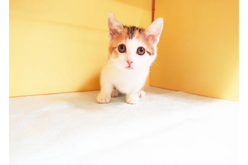 成約済の東京都のマンチカン-13127の2枚目