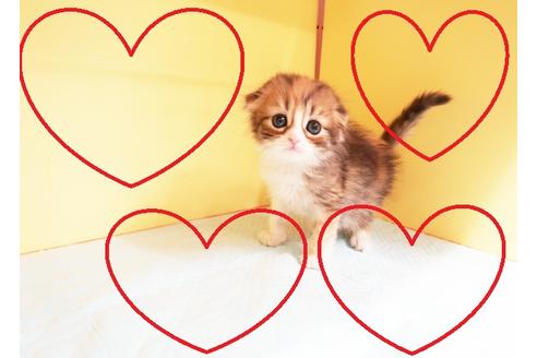 成約済の東京都のスコティッシュフォールド-13128