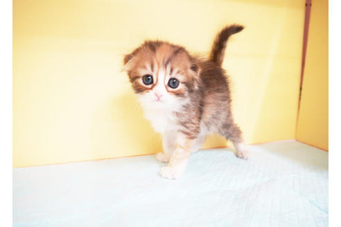 成約済の東京都のスコティッシュフォールド-13128の2枚目