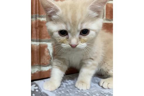 成約済の埼玉県のスコティッシュフォールド-12816の4枚目