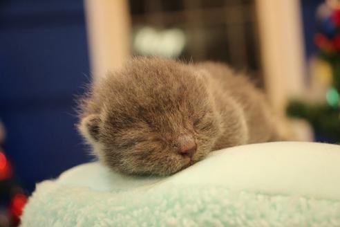 成約済の大阪府のマンチカン-13150の3枚目