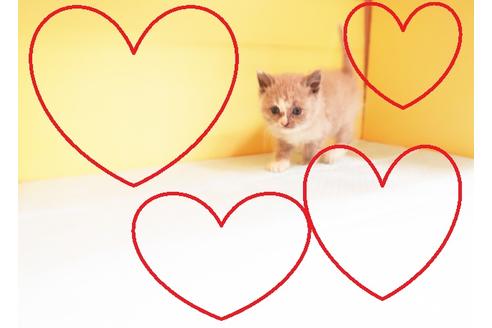 成約済の東京都のスコティッシュフォールド-13163