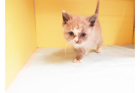 成約済の東京都のスコティッシュフォールド-13163の2枚目