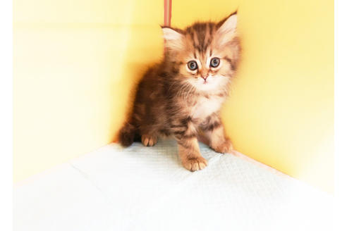 成約済の東京都のミヌエット-13164の2枚目