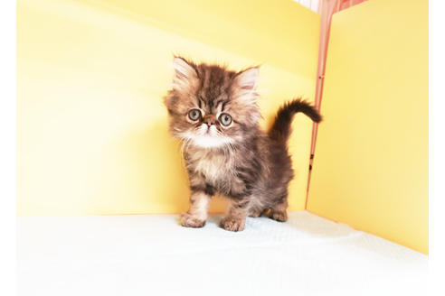 成約済の東京都のペルシャ-13165の2枚目