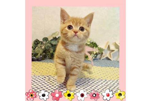 成約済の大阪府のスコティッシュフォールド-13176の5枚目