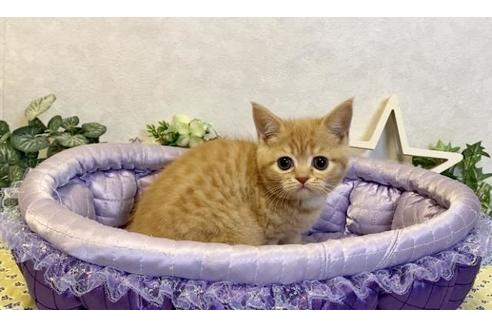 成約済の大阪府のスコティッシュフォールド-13176の4枚目