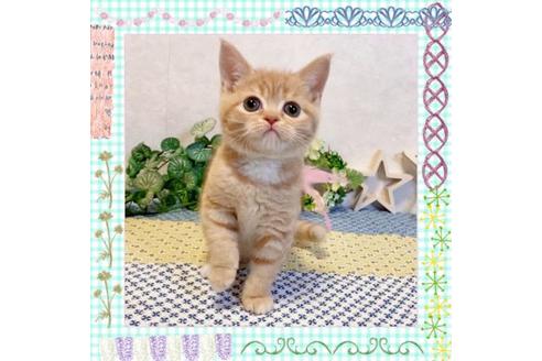 成約済の大阪府のスコティッシュフォールド-13176の3枚目