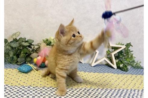 成約済の大阪府のスコティッシュフォールド-13176の2枚目