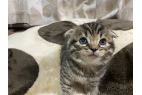 成約済の群馬県のスコティッシュフォールド-13208の2枚目