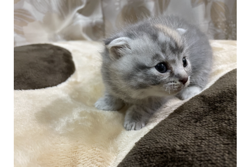 成約済の群馬県のスコティッシュフォールド-13209の3枚目