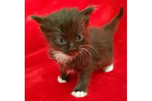 成約済の北海道のその他の猫種-13225の1枚目